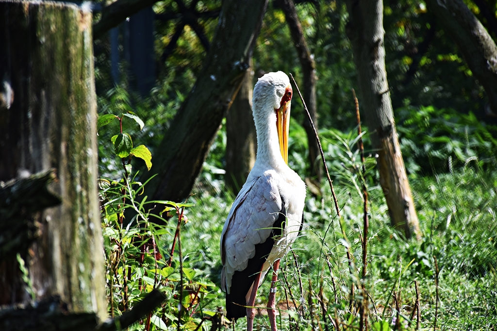 Yellow-billed stork