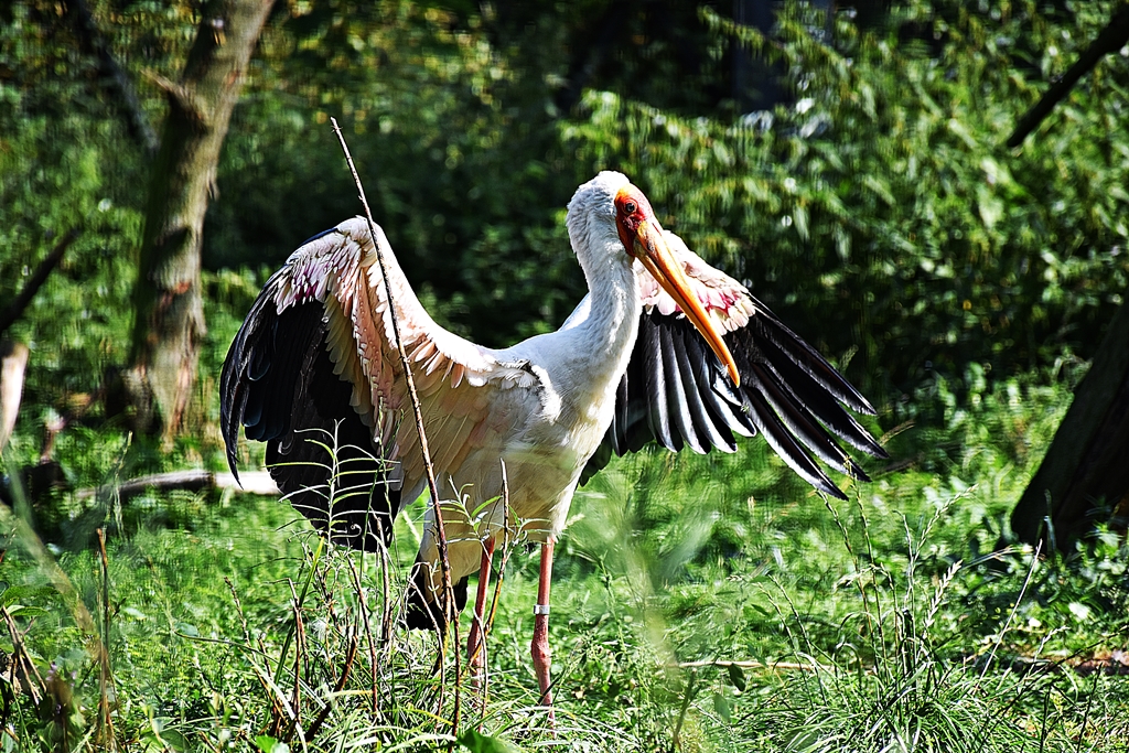 Yellow-billed stork