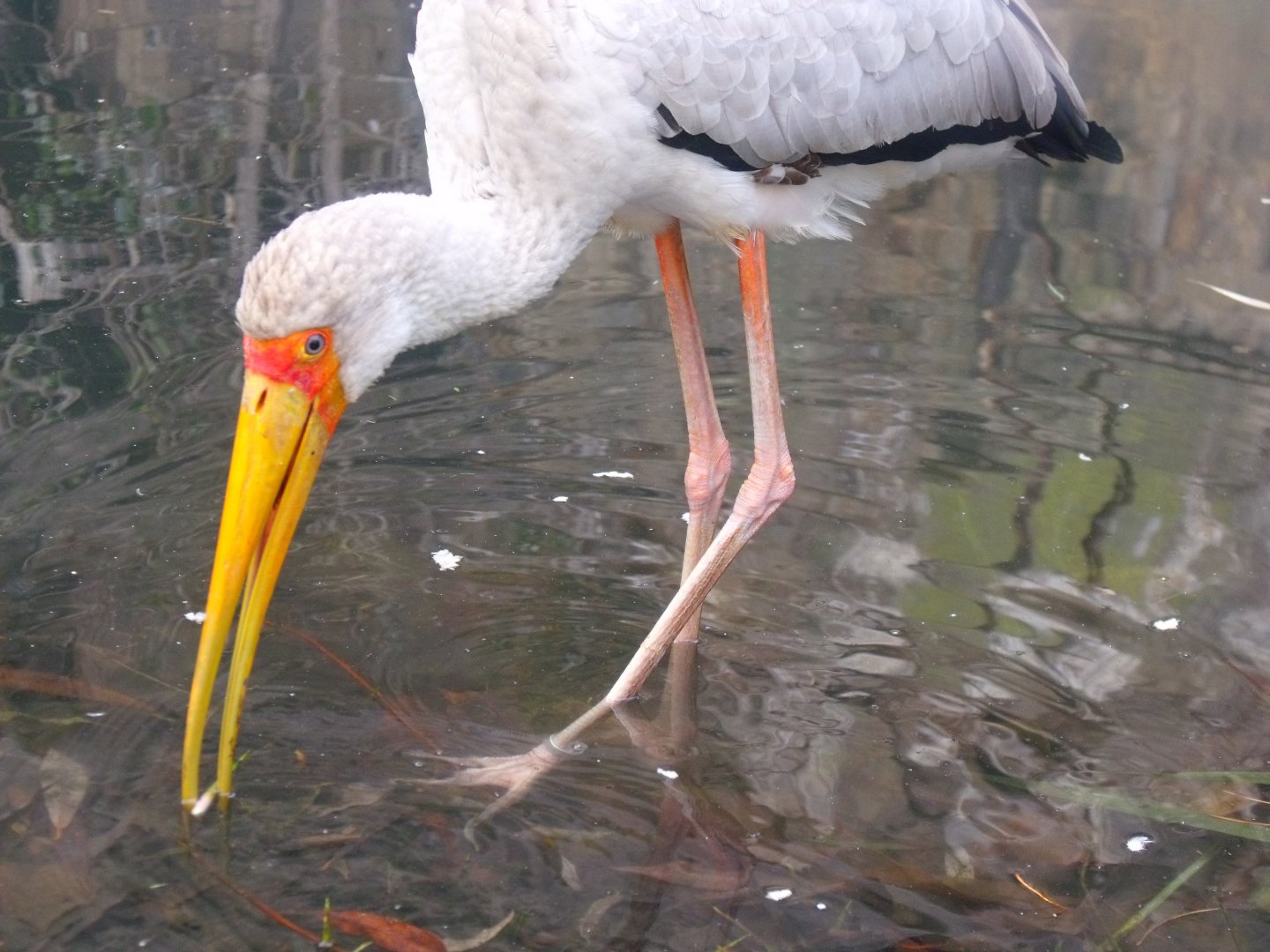 Yellow billed stork