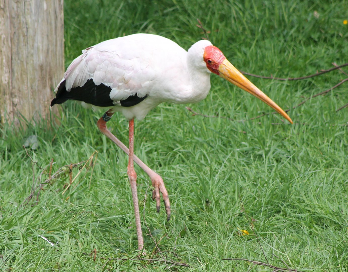 Yellow-billed stork