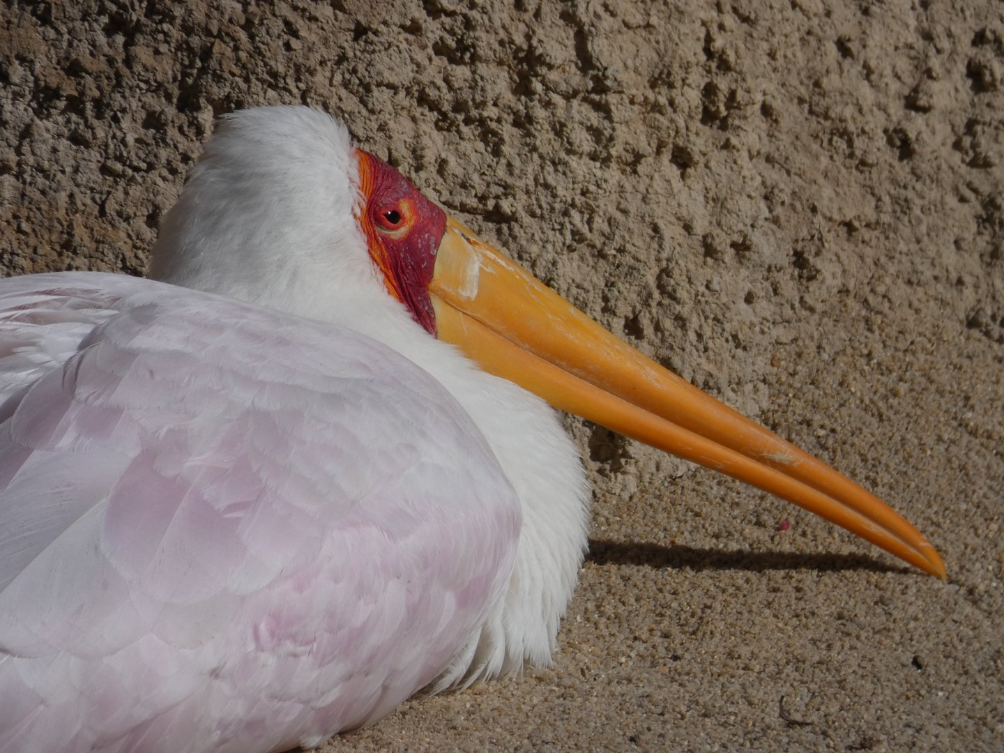 Yellow-billed Stork