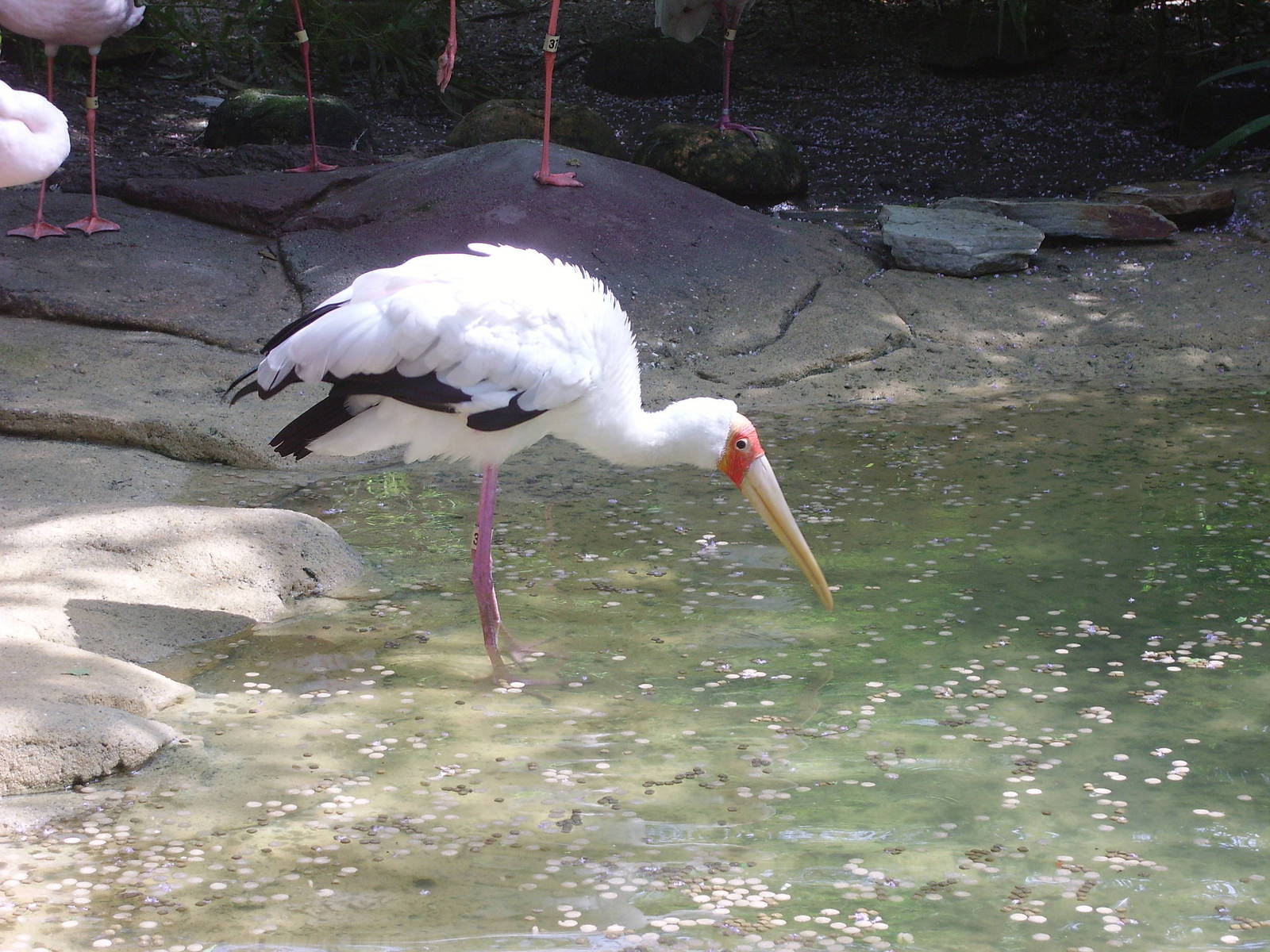 Yellow-billed Stork