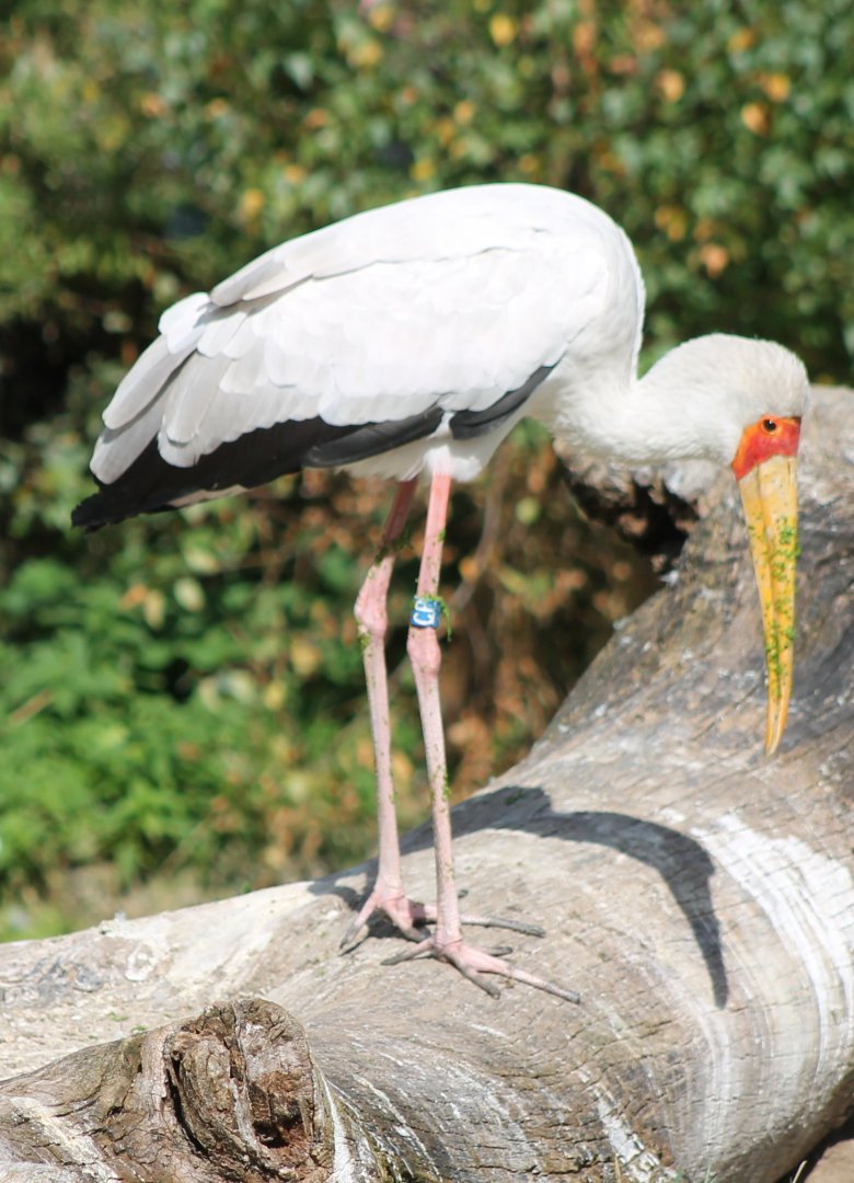 Yellow-billed stork