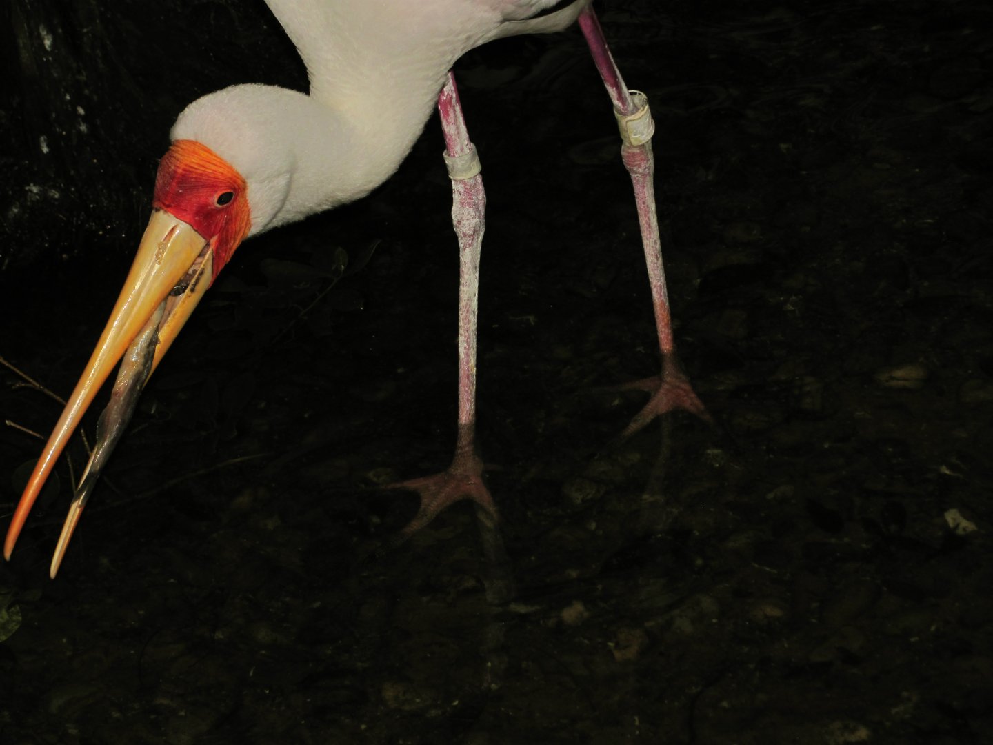 Yellow Billed Stork