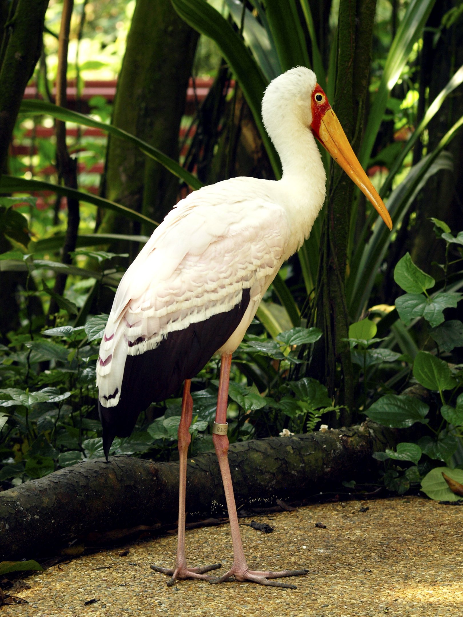 Yellow-billed stork