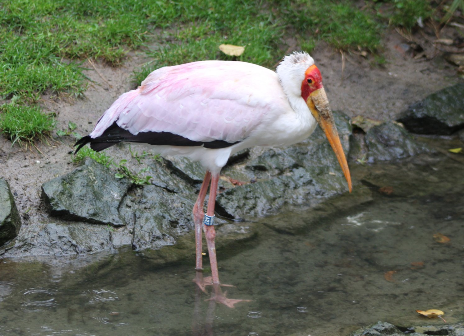 Yellow-billed stork