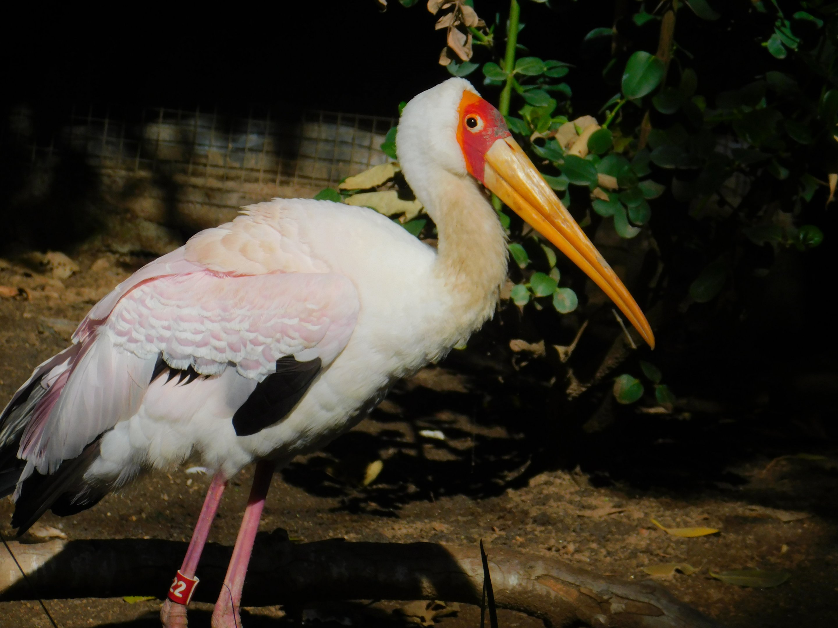 Yellow Billed Stork