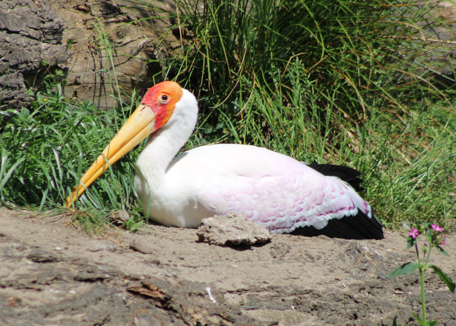 Yellow-billed stork