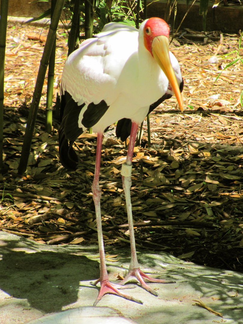 Yellow-Billed Stork
