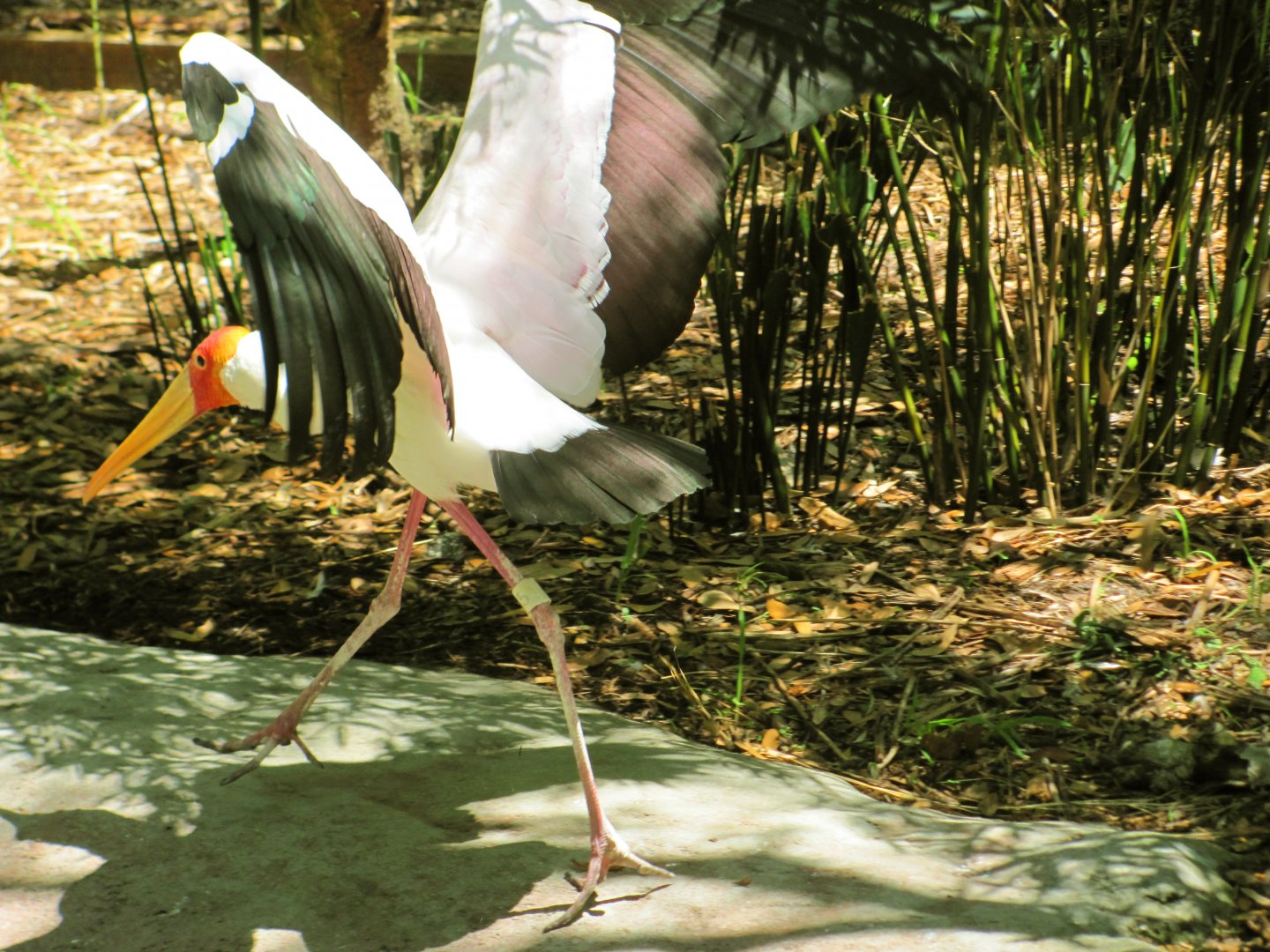 Yellow-Billed Stork