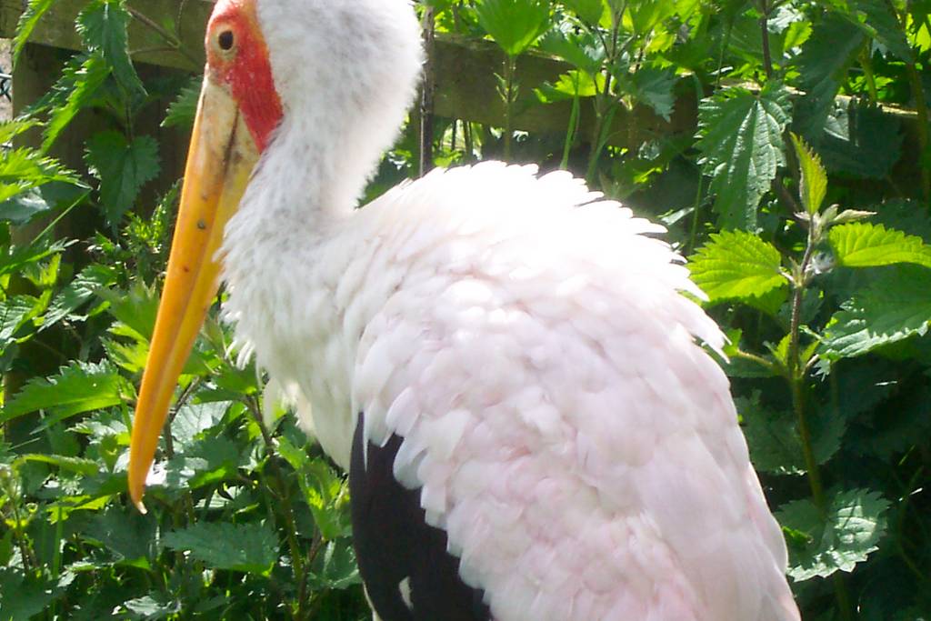 Yellow billed Stork