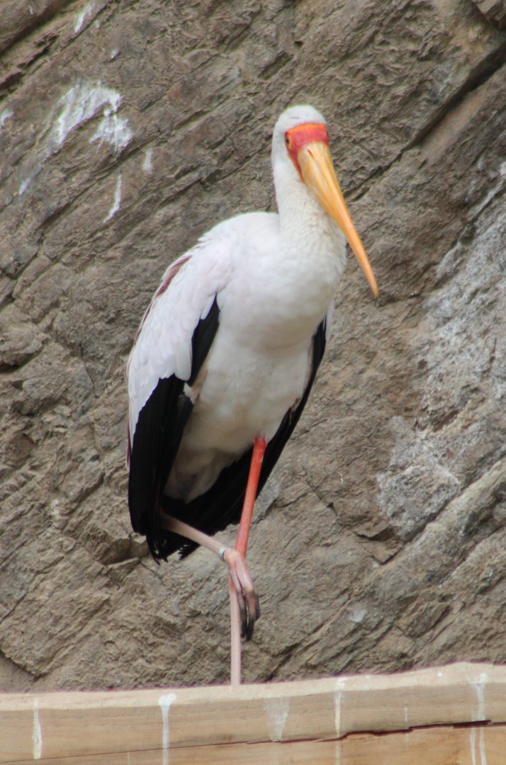 Yellow-billed stork