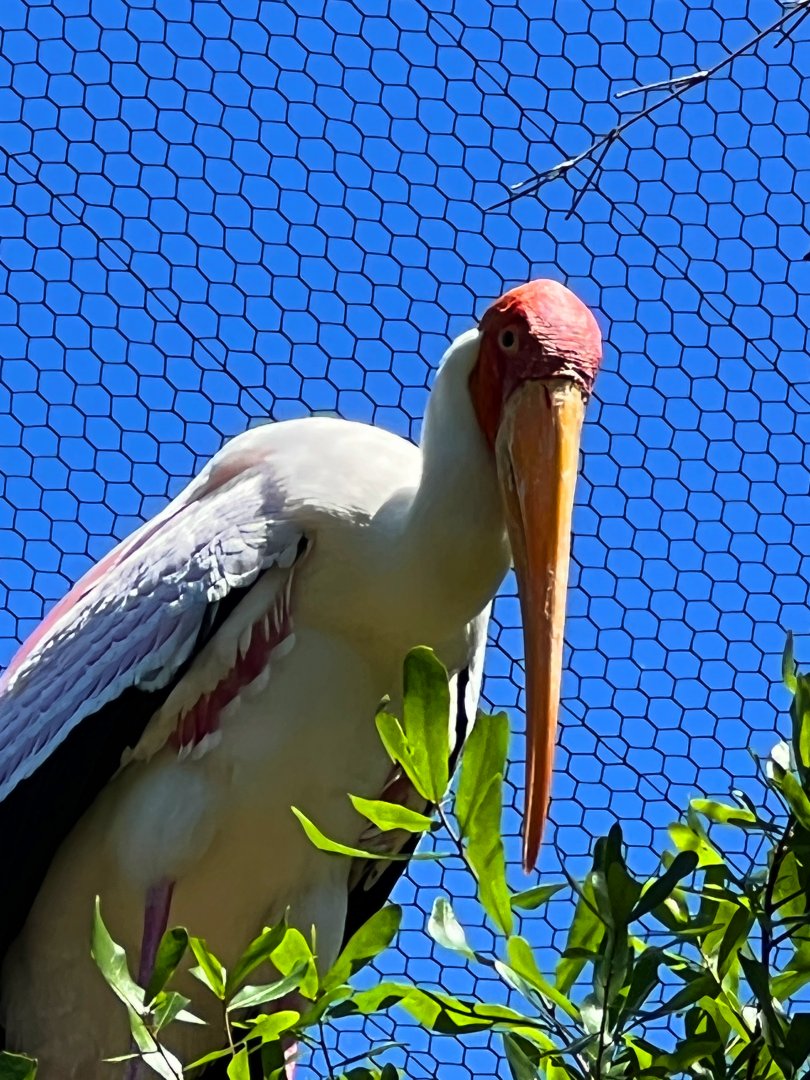 Yellow-Billed Stork
