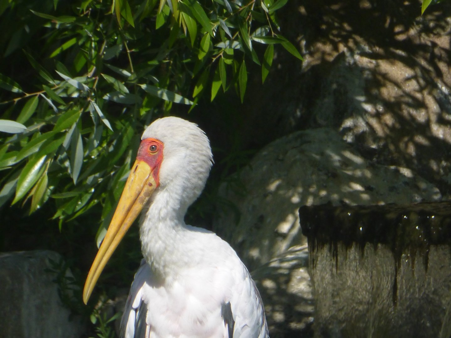 Yellow billed stork