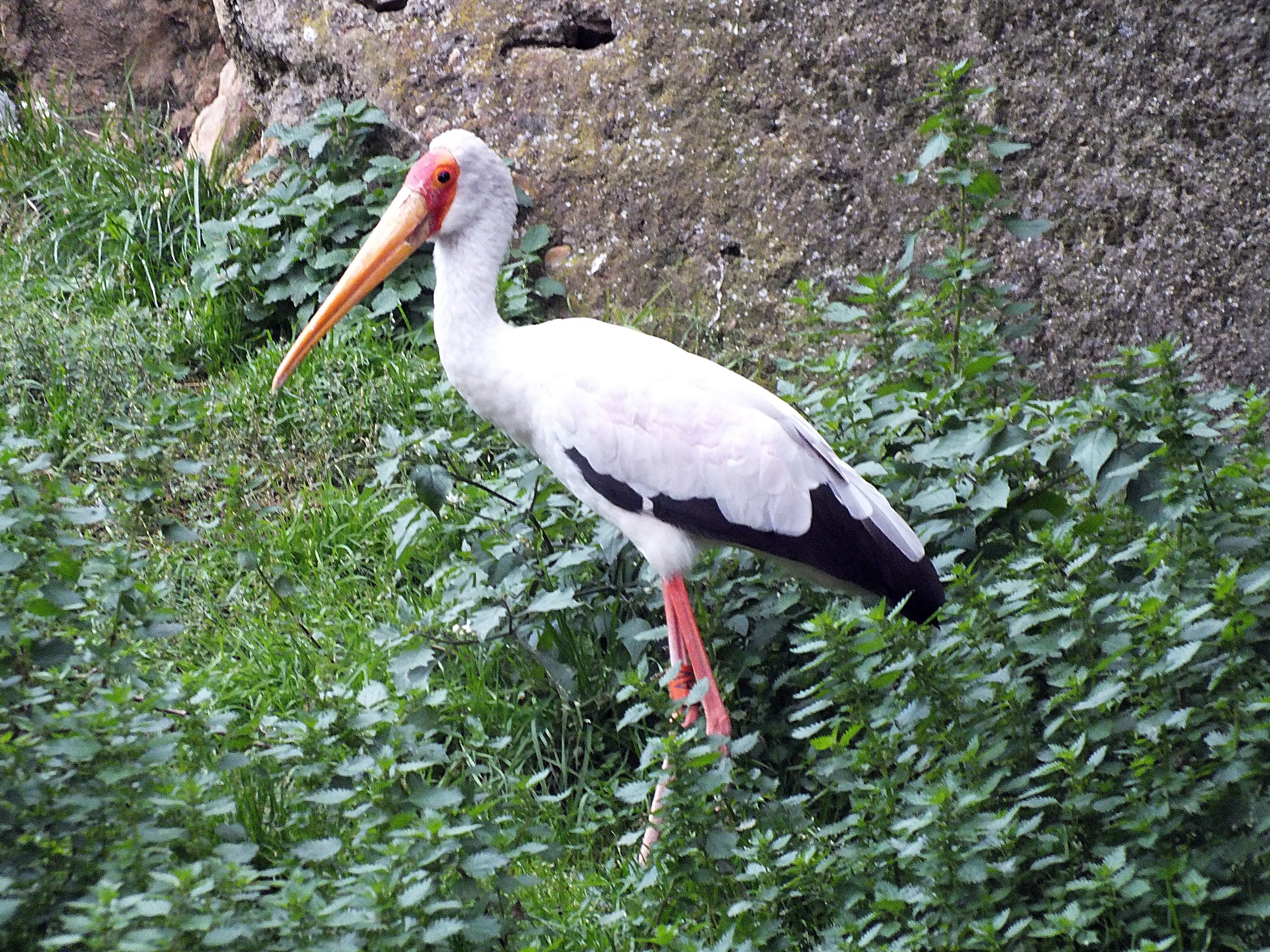 Yellow-billed stork