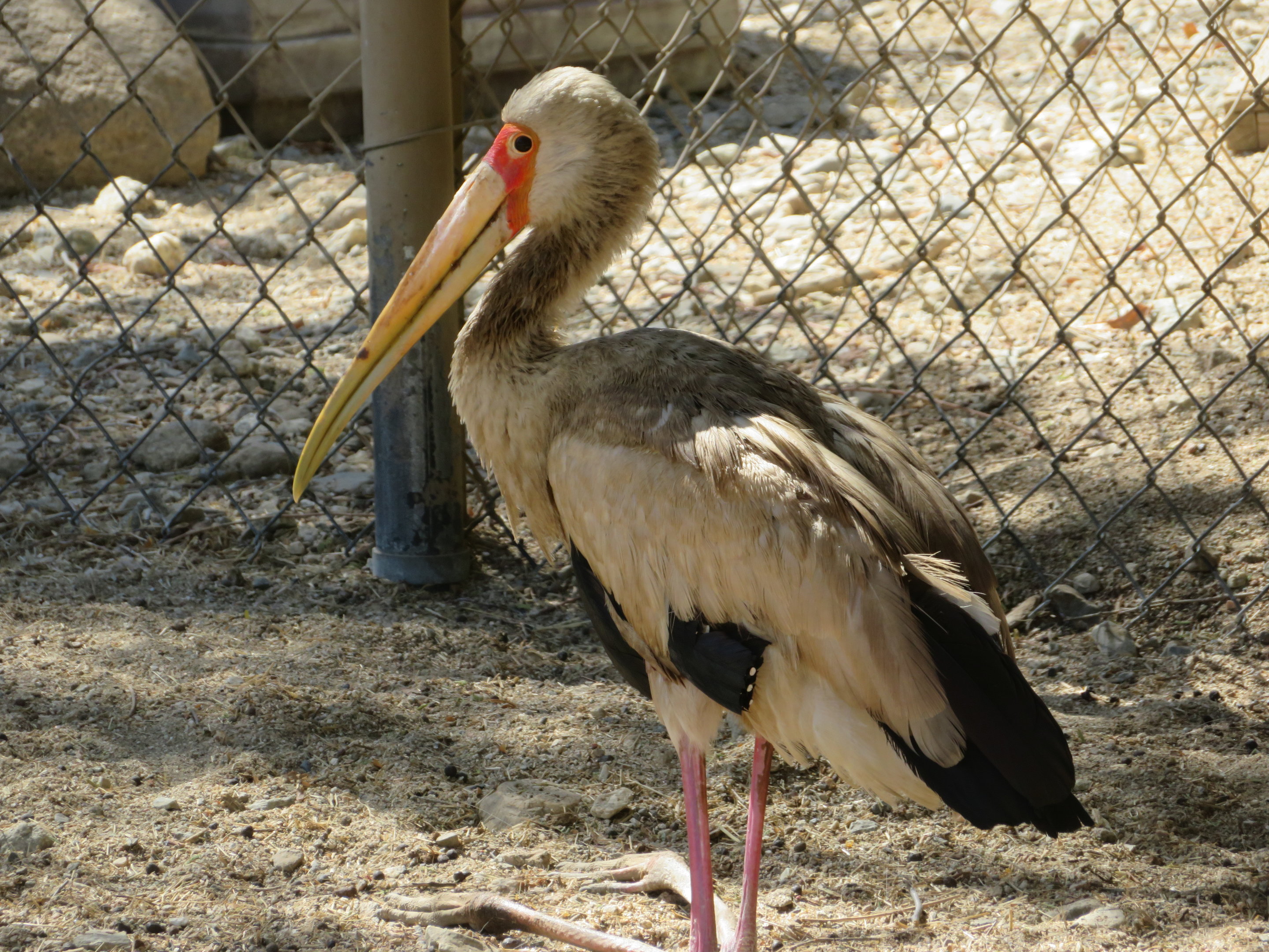 Yellow-billed Stork