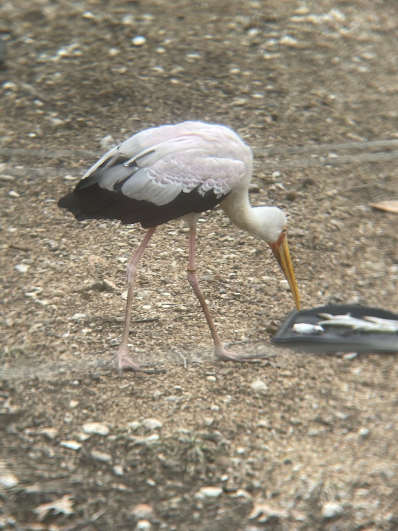 Yellow-billed Stork