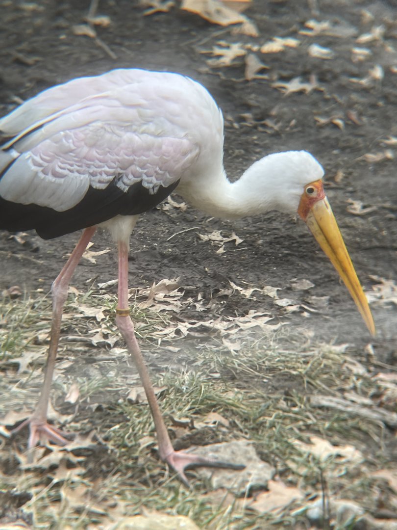 Yellow-billed Stork