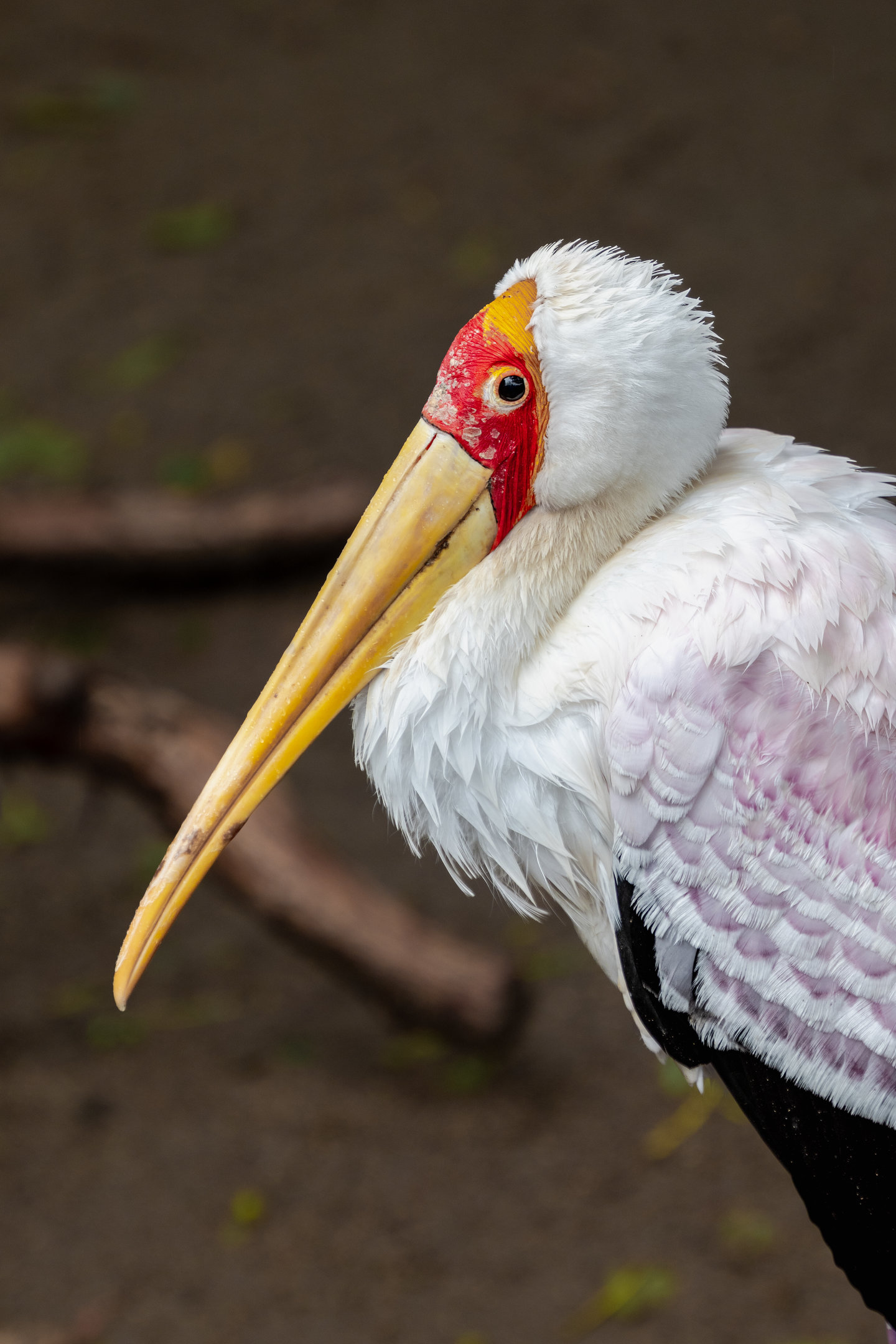 Yellow Billed Stork