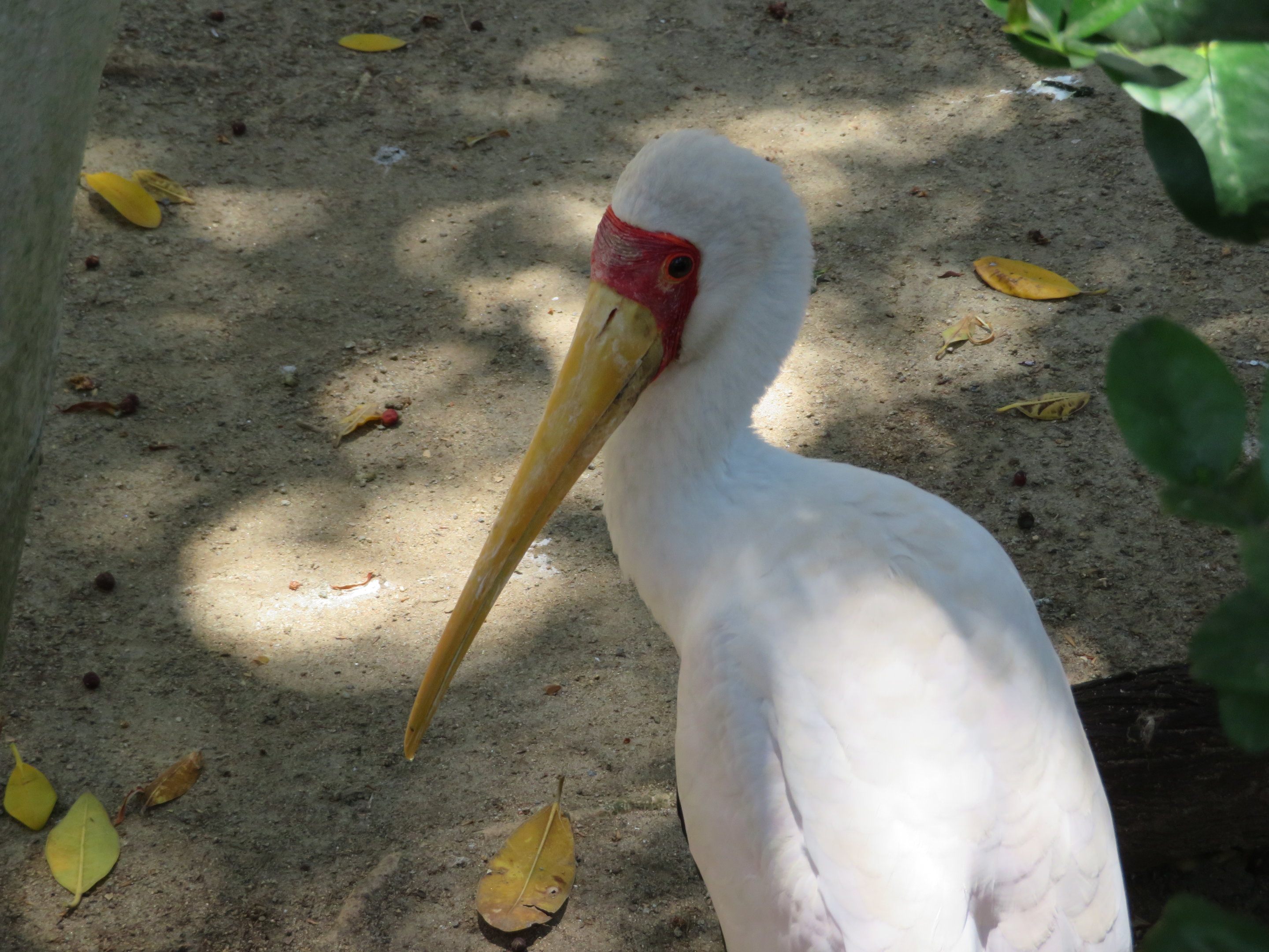 Yellow-billed Stork