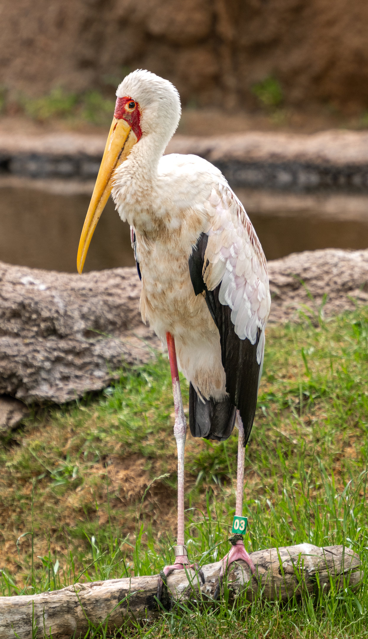 Yellow Billed Stork