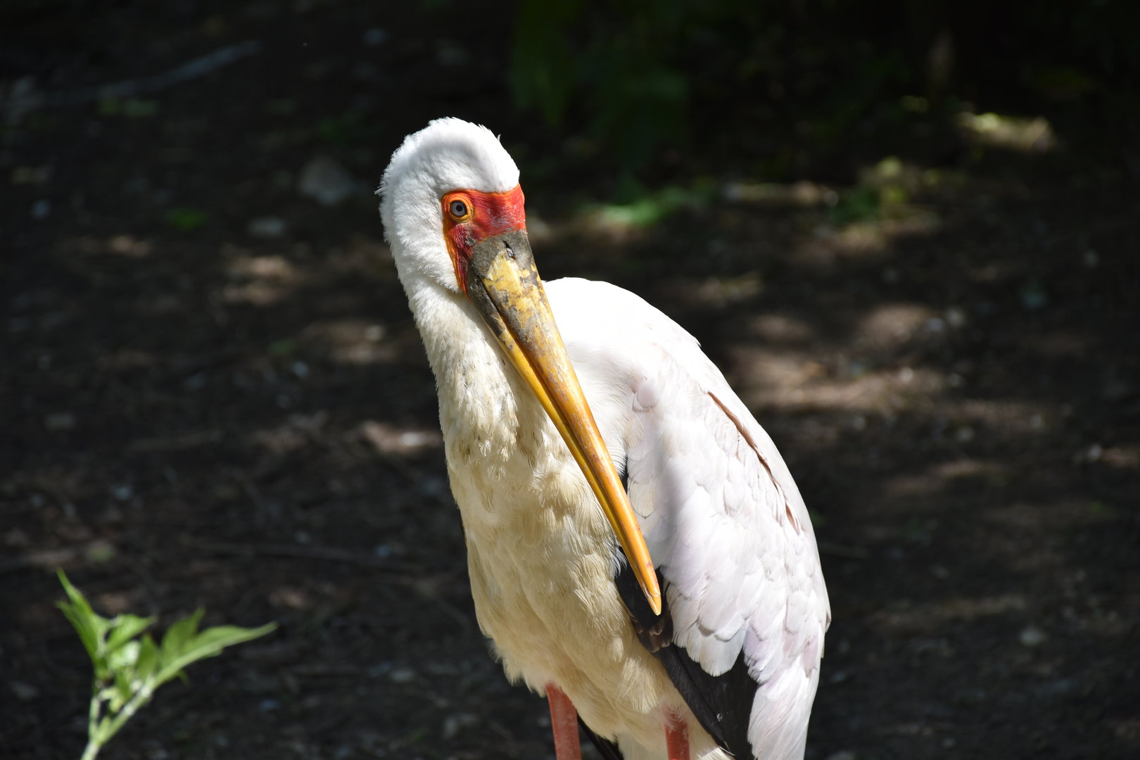 Yellow-billed stork
