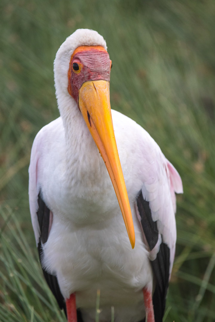 Yellow-billed Stork