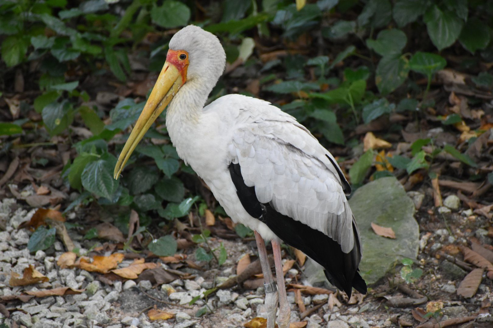 Yellow Billed Stork