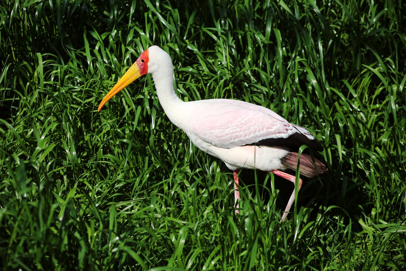 Yellow-billed Stork