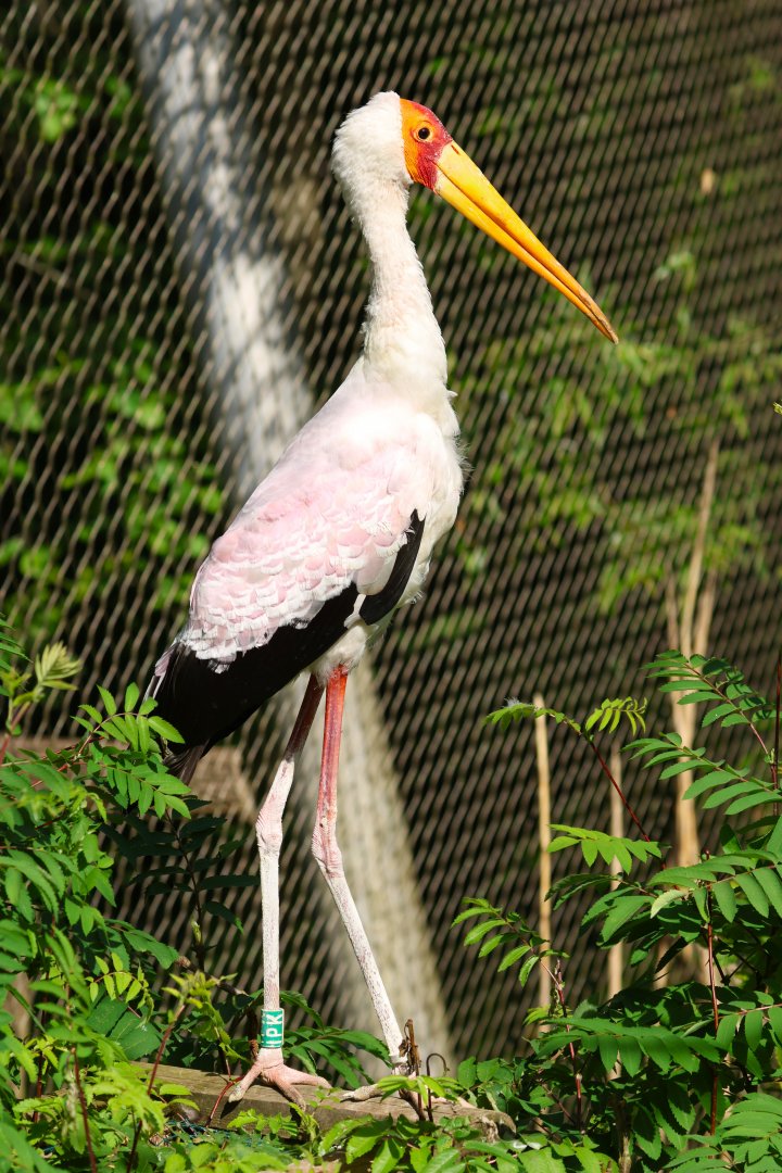 Yellow-billed stork