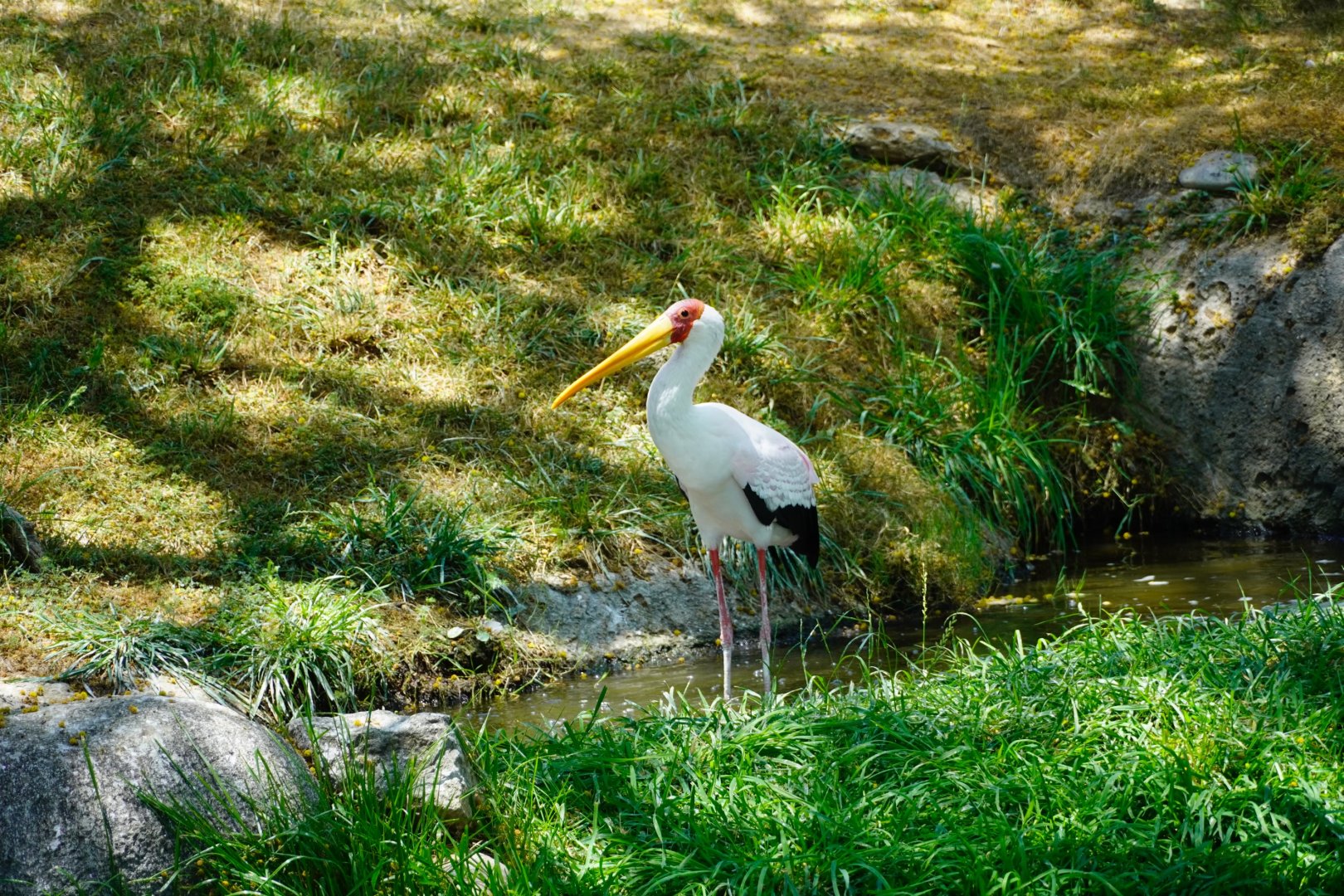 Yellow-Billed Stork