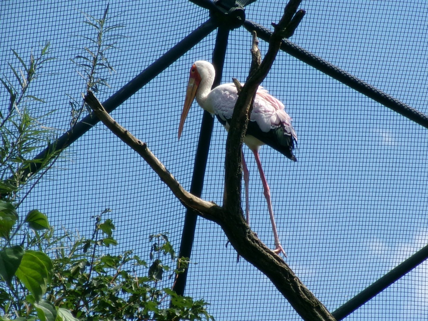 Yellow-billed stork