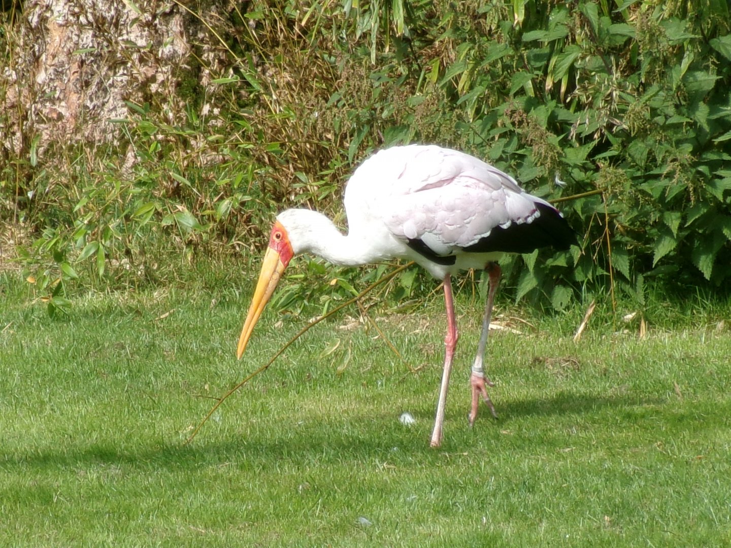 Yellow-billed stork
