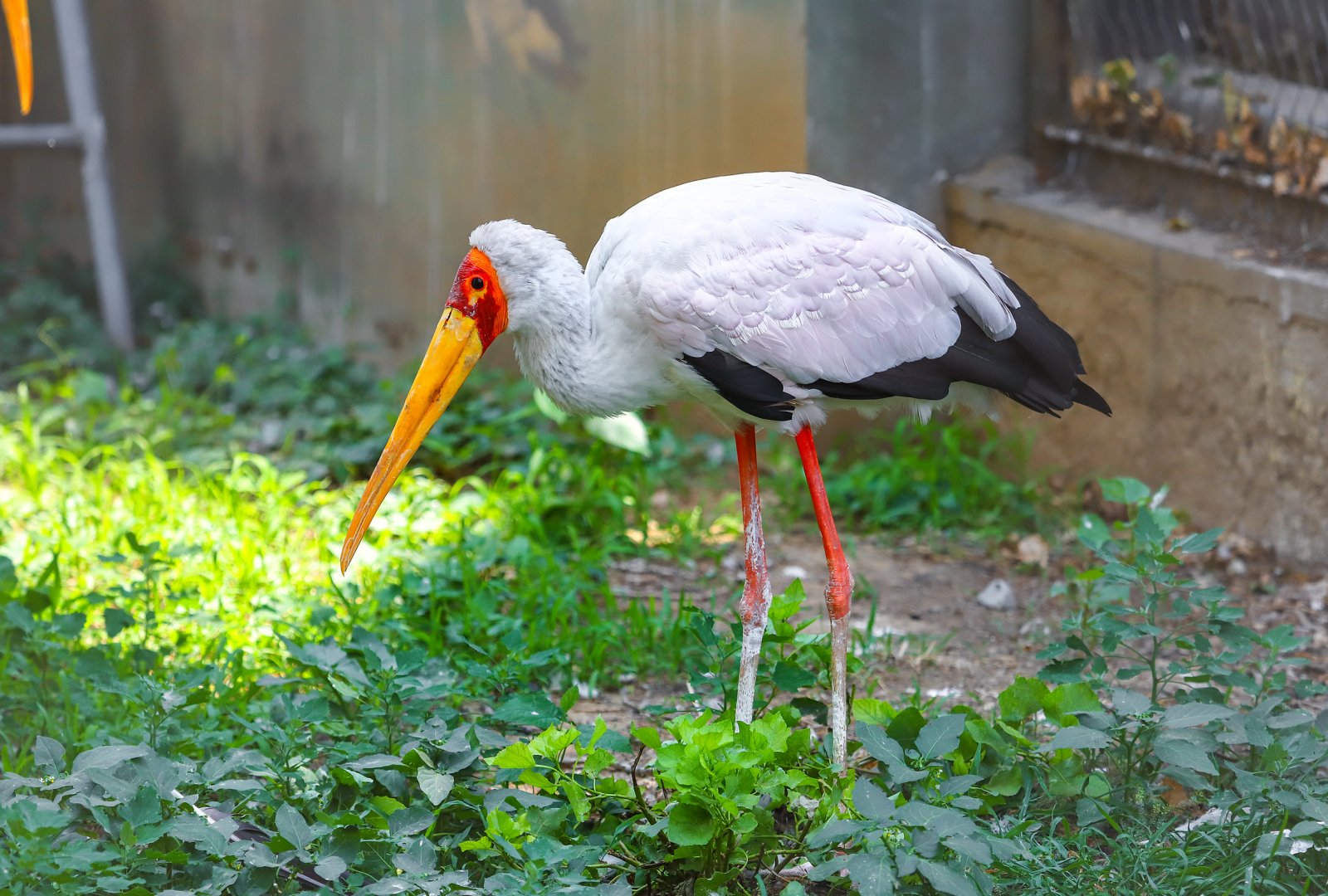 Yellow-billed Stork