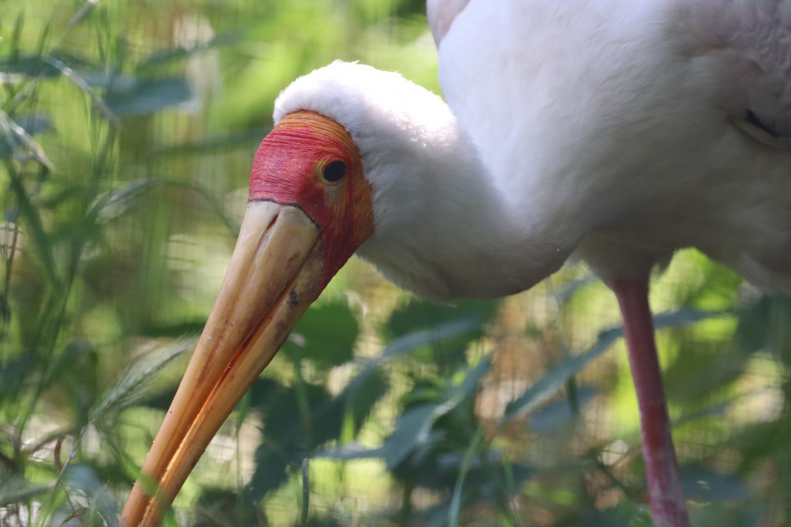 Yellow-billed Stork