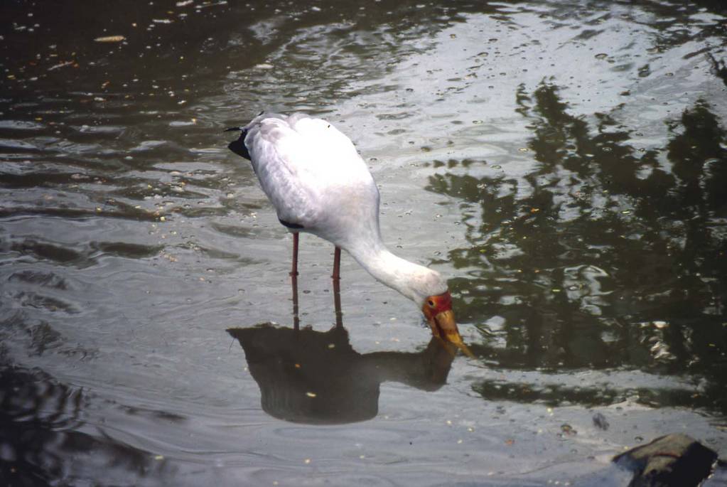 Yellow billed stork