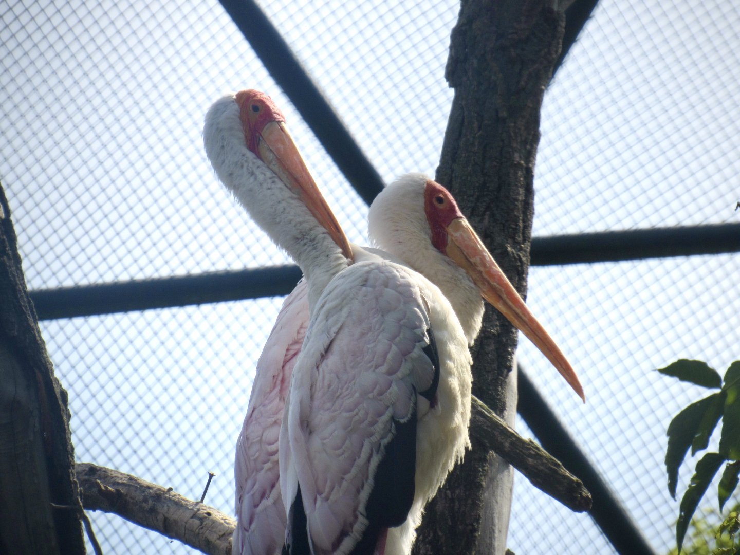 Yellow-billed stork
