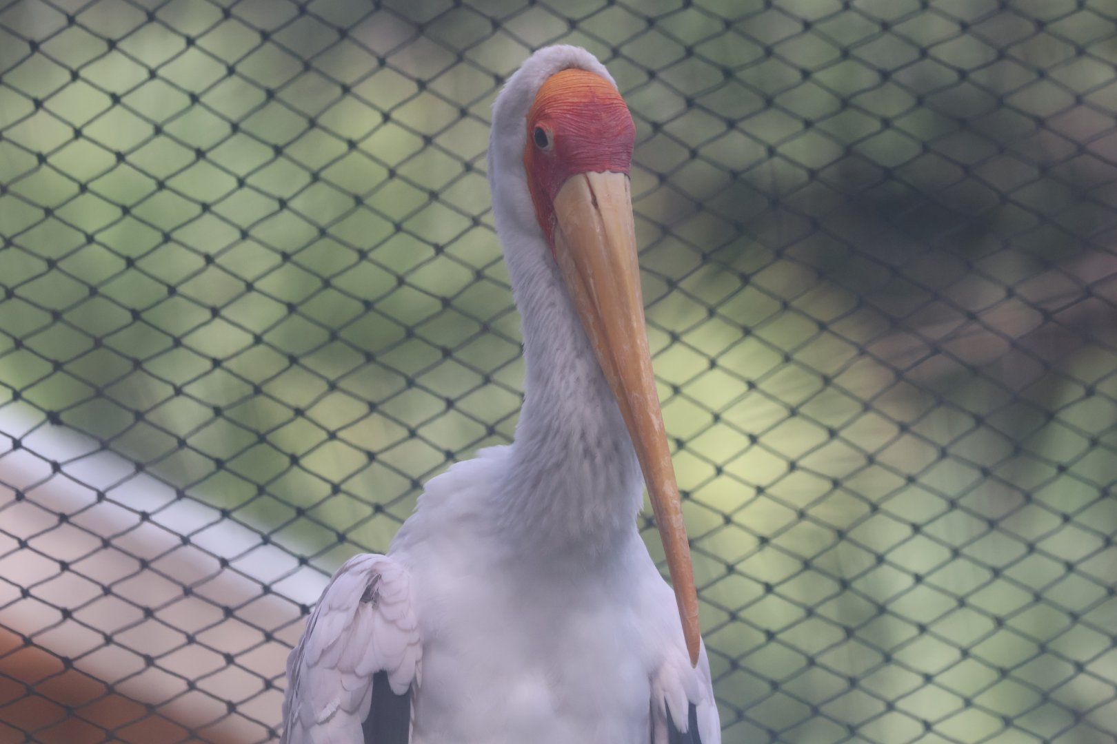 Yellow billed stork