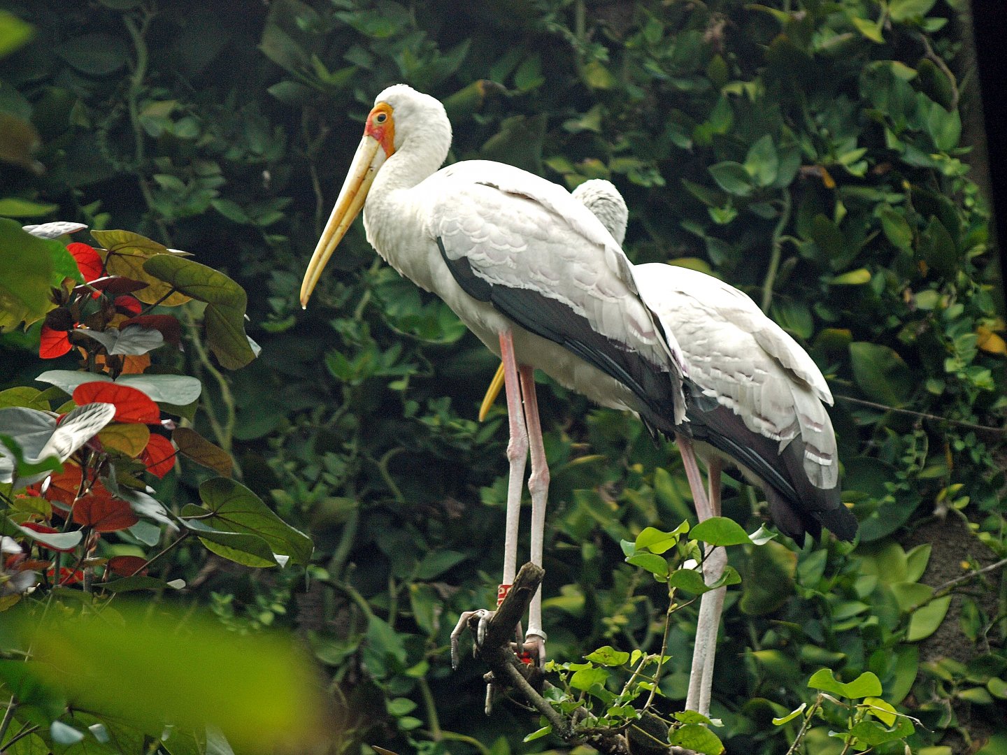 Yellow-billed stork