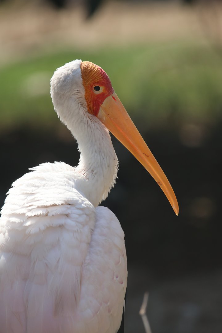Yellow-billed stork