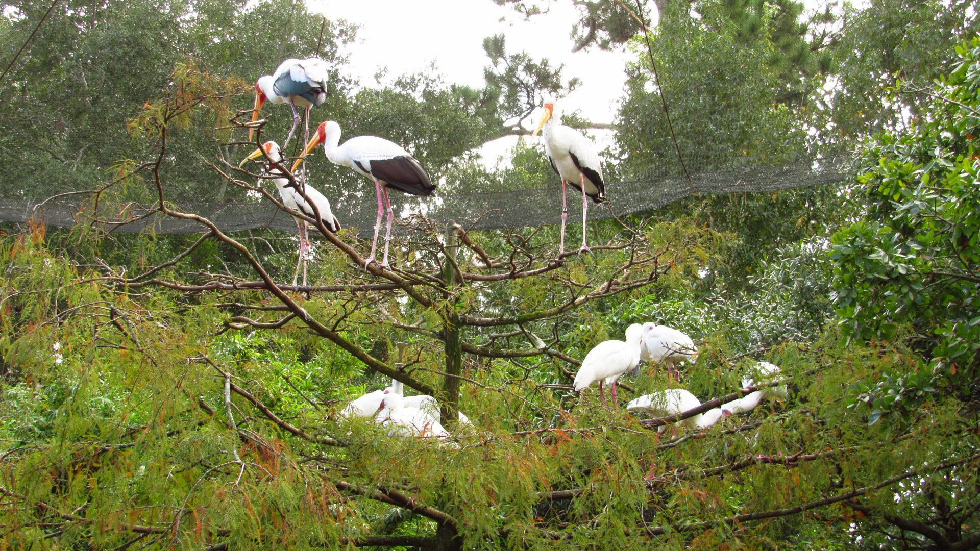 Yellow-Billed Storks & African Spoonbills