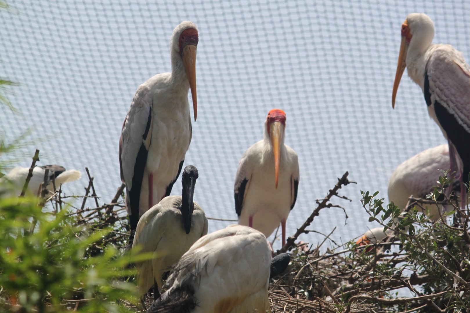 Yellow billed storks and African sacred ibis