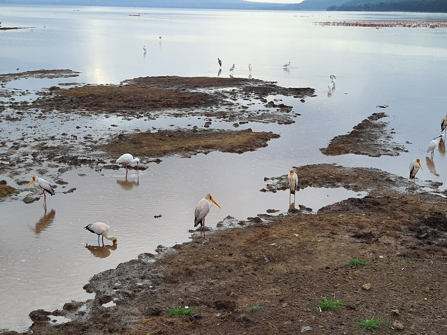 Yellow billed storks and African spoonbills