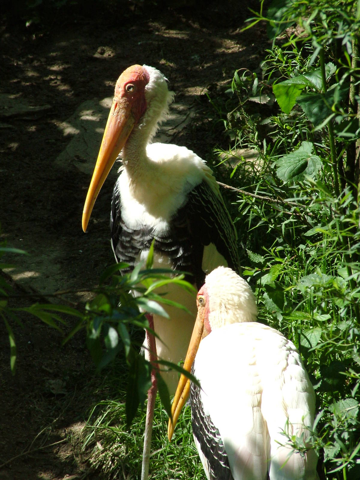 Yellow-billed Storks at Zlin, 28/05/10