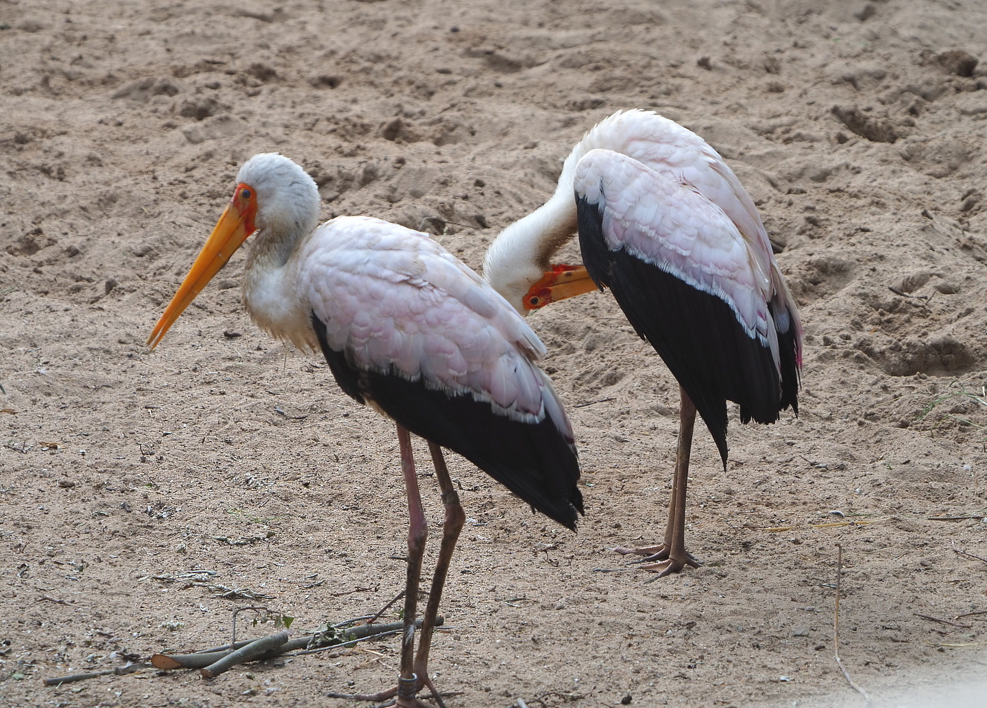 Yellow-billed storks (Mycteria ibis), 2021-06-12