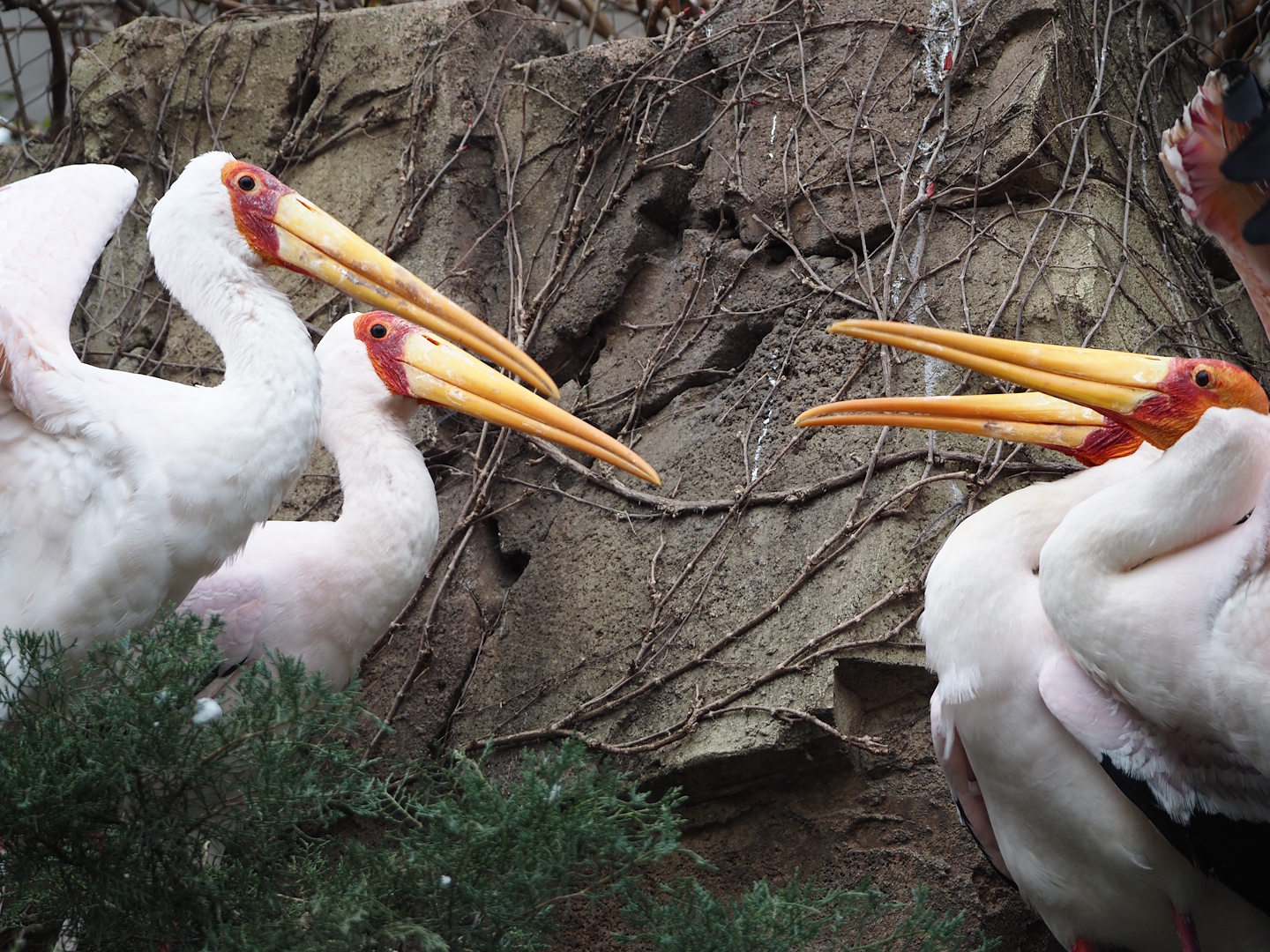 Yellow-billed storks (Mycteria ibis), 2024-03-09