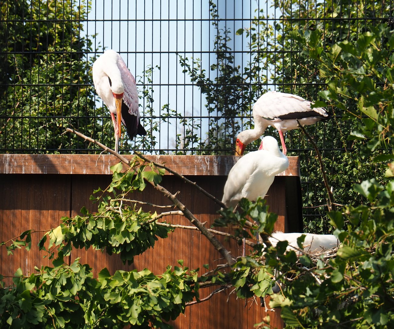 Yellow-billed storks (Mycteria ibis)  and African spoonbills (Platalea alba), Aug 28th, 2018