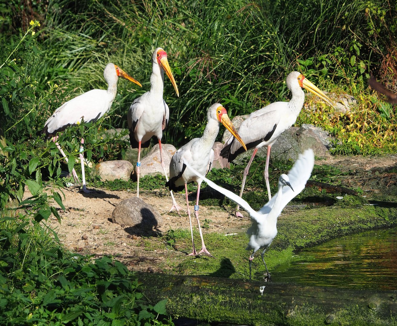 Yellow-billed storks (Mycteria ibis) and Little egret (Egretta garzetta garzetta), 2023-09-24