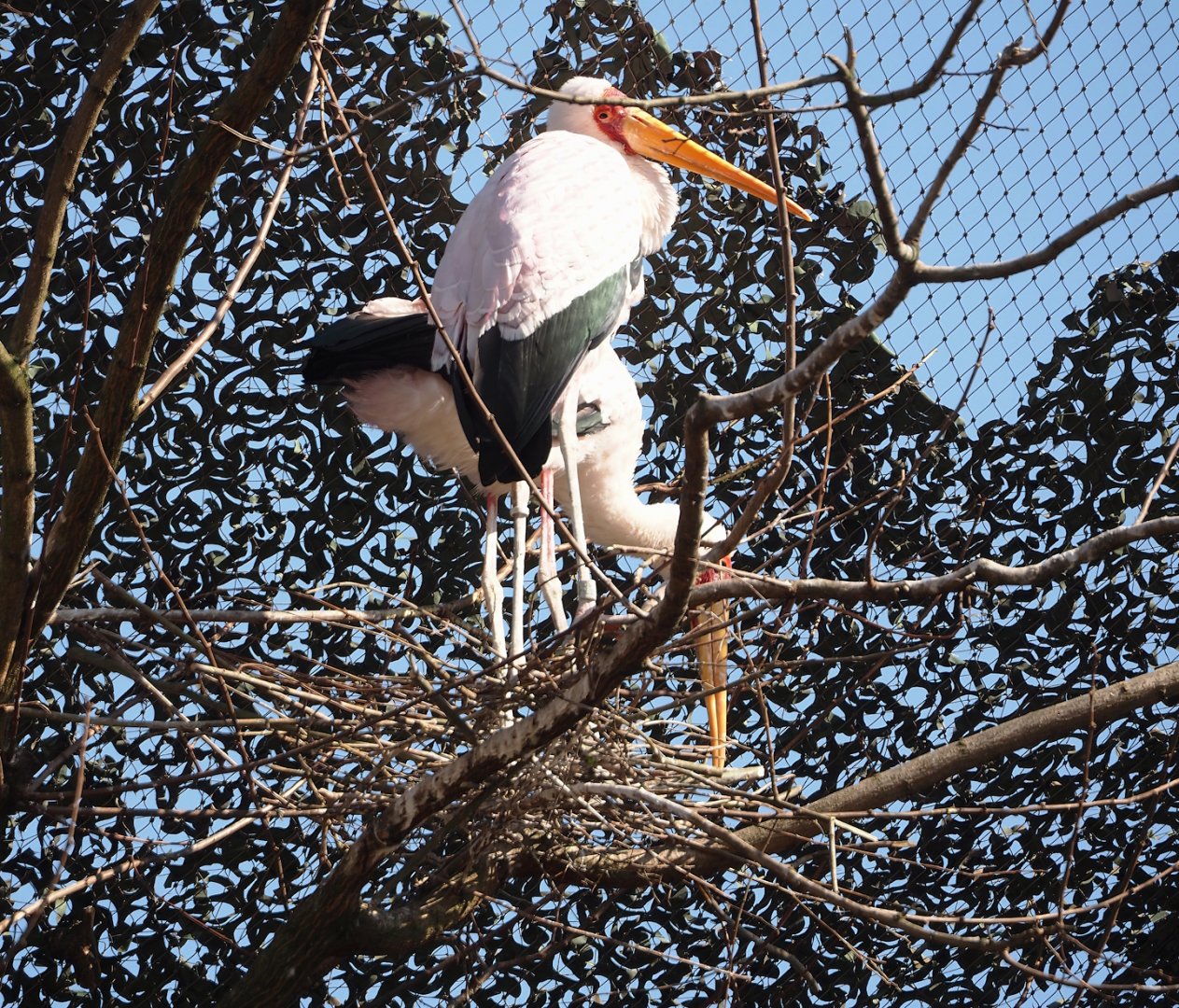 Yellow-billed storks (Mycteria ibis) building a nest, 2025-03-16