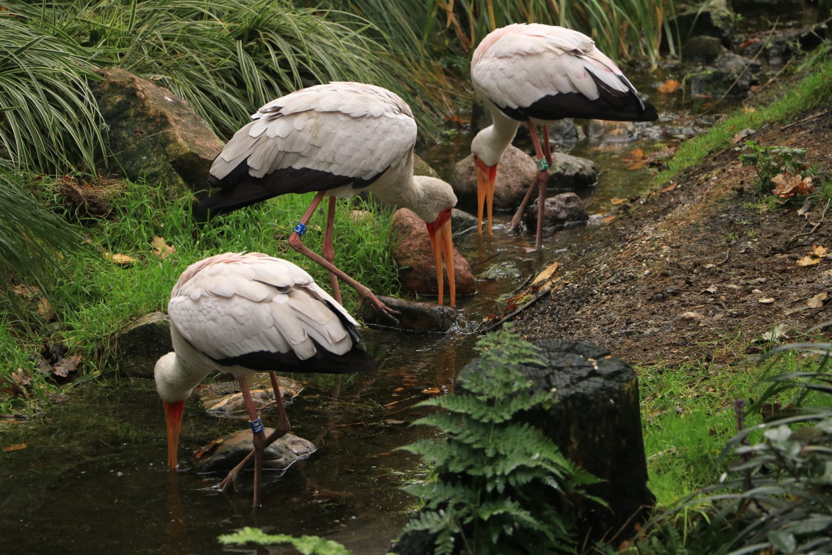 Yellow-billed storks (Mycteria ibis) in Snavelrijk October 2020